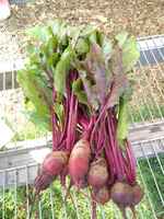 Beets_red