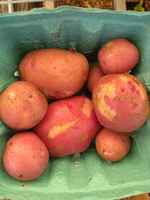 Red_potatoes