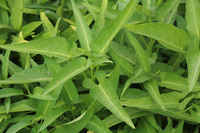 Water_spinach